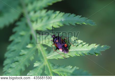 A Bug On A Plant. Portrait Of A Bug.