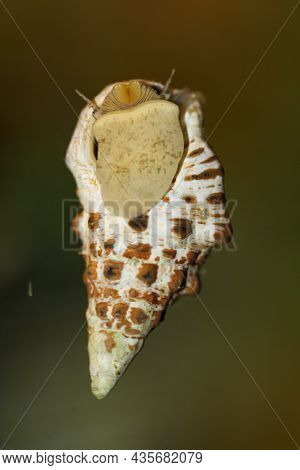 A Sand Conifer Snail, Cerithium Caeruleum, In A Saltwater Aquarium.