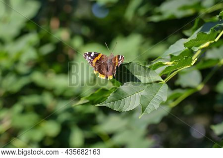 An Admiral Sits On A Leaf Of A Tree.