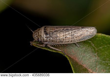 Small Typical Leafhopper Of The Tribe Gyponini