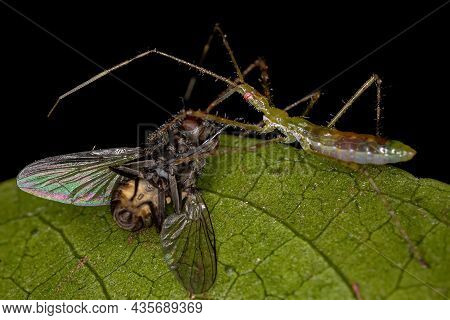 Assassin Bug Nymph Preying On A Adult House Fly