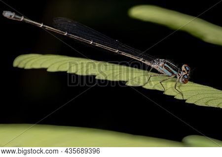 Adult Narrow-winged Damselfly Of The Family Coenagrionidae