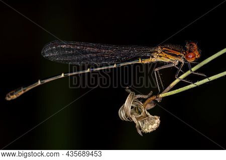 Adult Narrow-winged Damselfly Of The Family Coenagrionidae