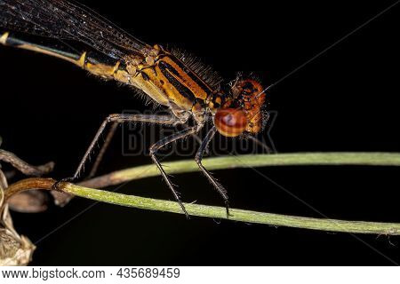 Adult Narrow-winged Damselfly Of The Family Coenagrionidae