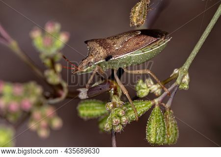 Adult Green Belly Bug Of The Species Diceraeus Melacanthus