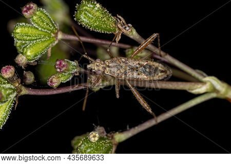 Adult Scentless Plant Bug Of The Family Rhopalidae