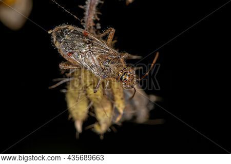 Adult Scentless Plant Bug Of The Family Rhopalidae