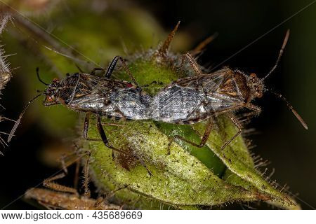 Adult Scentless Plant Bug Of The Family Rhopalidae