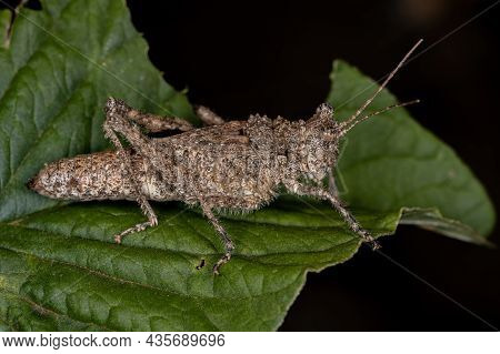 Short Horned Grasshopper Of The Family Ommexechidae