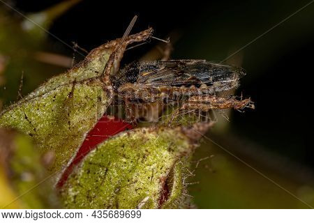 Adult Scentless Plant Bug Of The Family Rhopalidae Eating A Solanum Fruit
