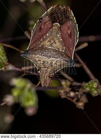 Adult Green Belly Bug Of The Species Diceraeus Melacanthus