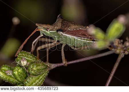 Adult Green Belly Bug Of The Species Diceraeus Melacanthus
