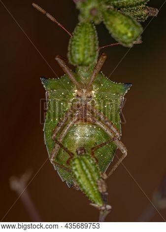 Adult Green Belly Bug Of The Species Diceraeus Melacanthus