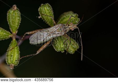 Adult Scentless Plant Bug Of The Family Rhopalidae