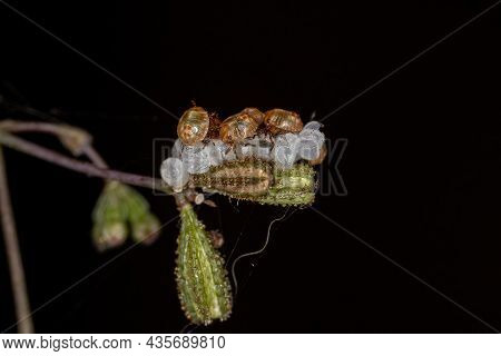 Small Stink Bugs Nymph Of The Family Pentatomidae