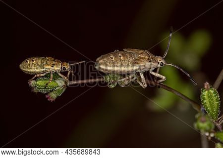 Leaf-footed Bug Nymph Of The Species Catorhintha Guttula