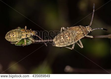 Leaf-footed Bug Nymph Of The Species Catorhintha Guttula