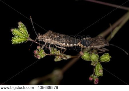 Adult Leaf-footed Bugs Of The Species Catorhintha Guttula Coupling