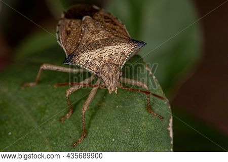 Adult Green Belly Bug Of The Species Diceraeus Melacanthus Coupling