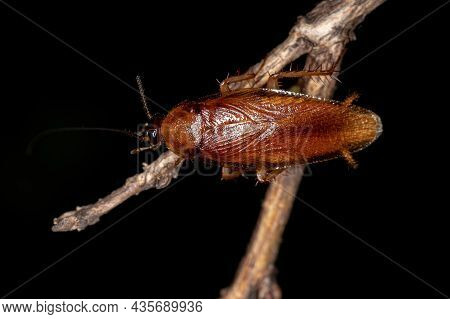 Adult Wood Cockroach Of The Family Ectobiidae