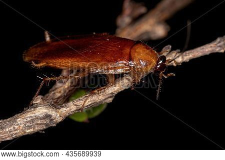 Adult Wood Cockroach Of The Family Ectobiidae