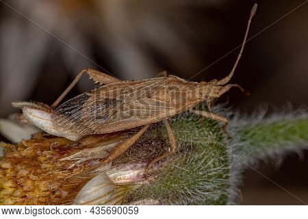 Adult Scentless Plant Bug Of The Genus Harmostes