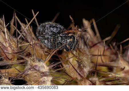 Adult Convergent Lady Beetle Of The Species Hippodamia Convergens