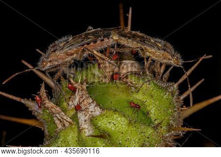 Adult Scentless Plant Bugs Of The Subfamily Rhopalinae Coupling