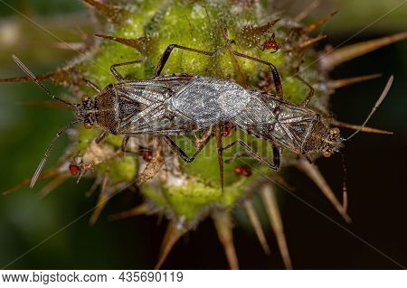 Adult Scentless Plant Bugs Of The Subfamily Rhopalinae Coupling
