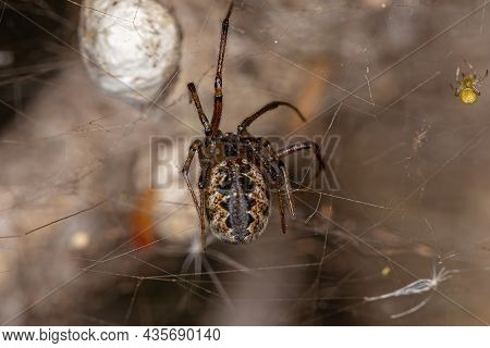 Adult Female Cobweb Spider Of The Family Theridiidae