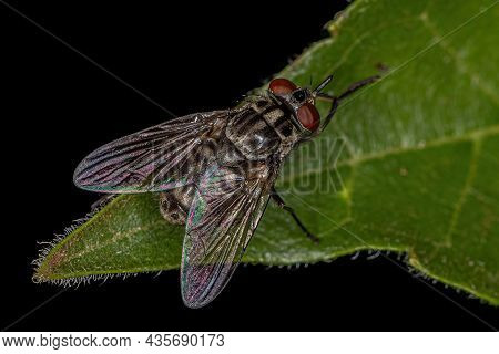 Adult House Fly Of The Genus Stomoxys