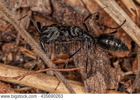 Adult Female Trap-jaw Queen Ant Of The Genus Odontomachus
