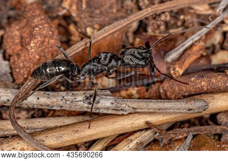 Adult Female Trap-jaw Queen Ant Of The Genus Odontomachus