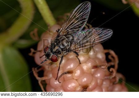 Adult House Fly Of The Genus Stomoxys