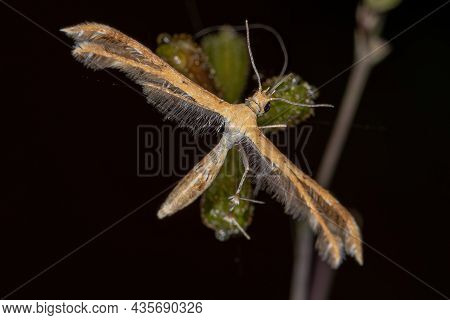Adult Plume Moth Of The Family Pterophoridae