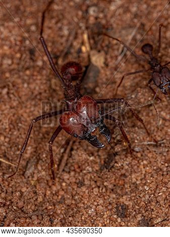 Adult Atta Leaf-cutter Ant Of The Genus Atta