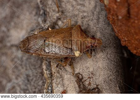 Dead Adult Stink Bug Of The Genus Oebalus