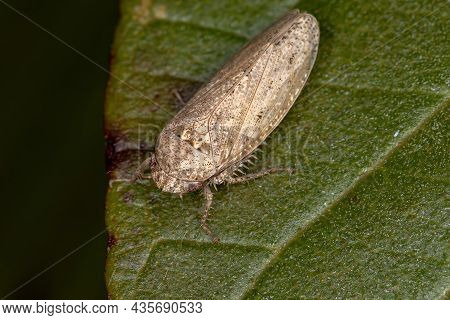 Small Typical Leafhopper Insect On A Leaf