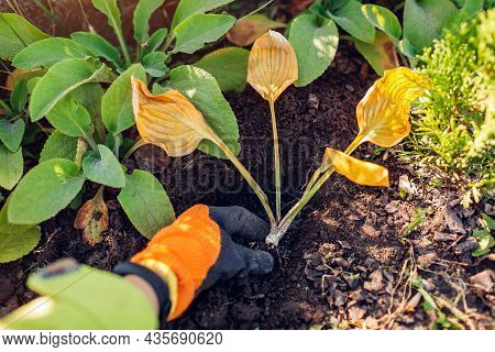Autumn Planting Of Hosta Shade Tolerant Plant In Fall Garden. Gardener Puts Plant In Soil On Flower 