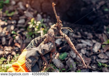 Gardener Planting Bare Rooted Peony Tubers In Soil In Autumn Garden. Fall Propagation Work. Growing 