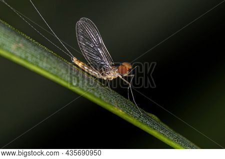 Adult Male Mayfly Of The Family Baetidae