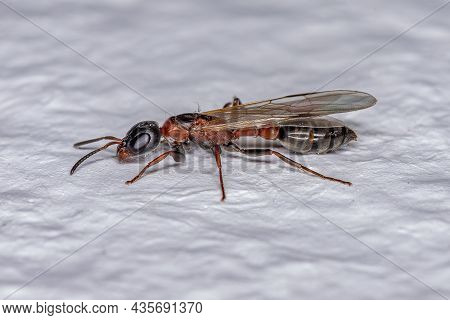 Adult Twig Queen Ant