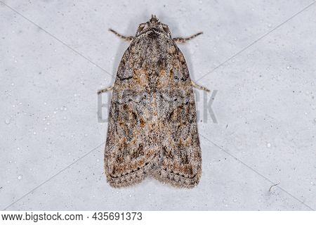 Adult Black-olive Caterpillar Moth