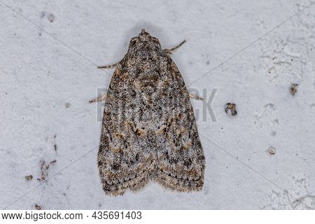 Adult Black-olive Caterpillar Moth