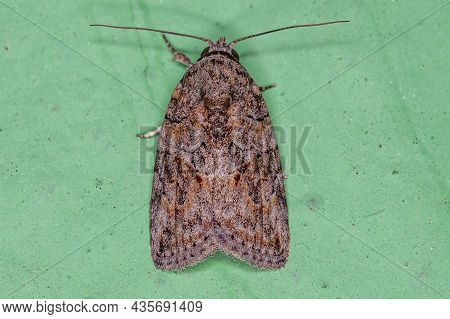 Adult Black-olive Caterpillar Moth