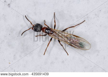 Adult Twig Queen Ant