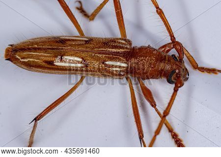 Typical Longhorn Beetle