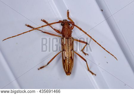 Typical Longhorn Beetle