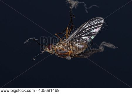 Adult Bee Fly Of The Family Bombyliidae