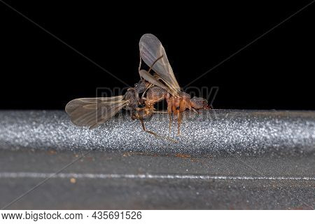 Small Adult Fungus-growing Ants Of The Genus Cyphomyrmex Coupling